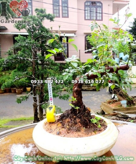 Hoa hồng leo bonsai nở đẹp, nhiều nụ và hoa rực rỡ