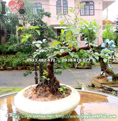 Cây hồng leo bonsai tạo dáng đẹp, phù hợp trưng bày nội thất