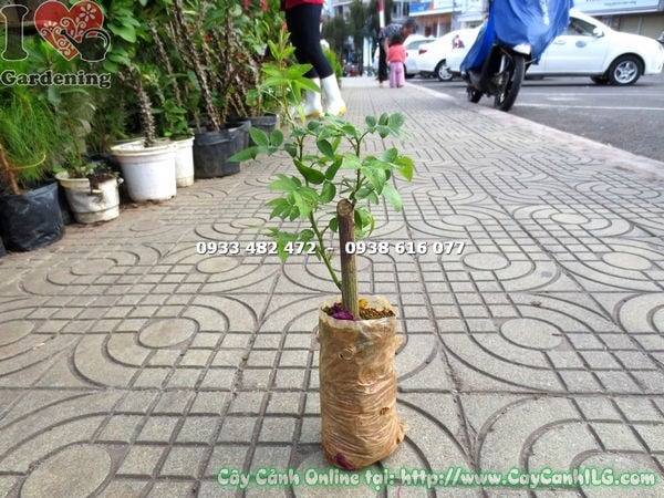 Cây hồng leo giống cao 20cm tươi tốt, thích hợp nhân giống và trồng số lượng lớn