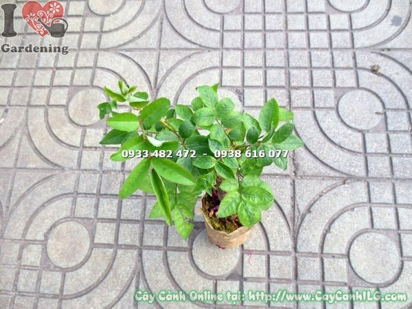 Cây hồng leo giống khỏe mạnh, lá xanh bóng, không sâu bệnh