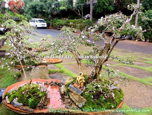 hồng loan mai bonsai 50cm tán đẹp hoa nhiều