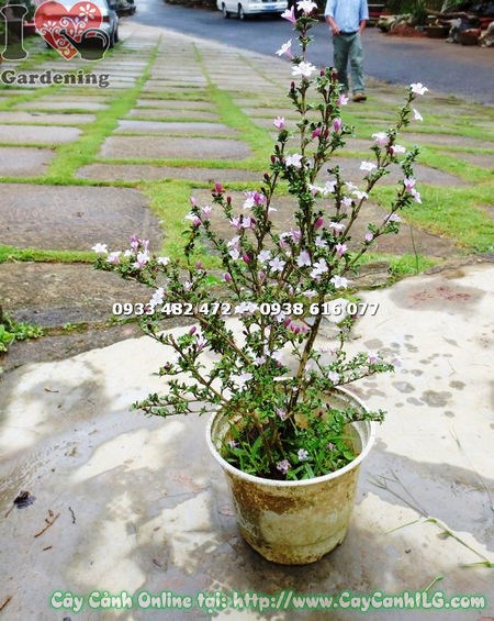 Hoa cây hồng loan mai cao 25cm đổi màu tím hồng trắng đẹp