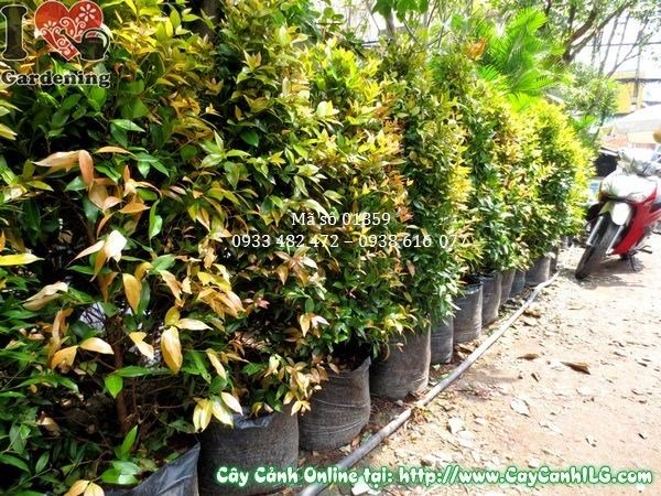 Cây Hồng Lộc 110cm chồi non đỏ cam rực rỡ, phù hợp cảnh quan hàng loạt