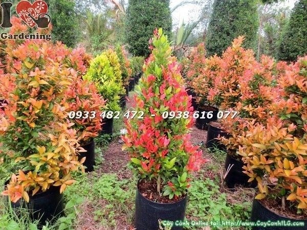 Cây hồng lộc đỏ cao 70cm tán tròn đều đẹp