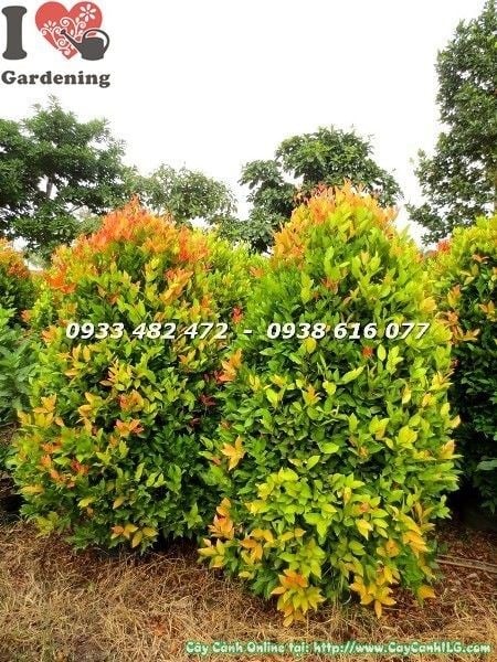 Cây hồng lộc tán tròn cao 1m7 khỏe mạnh tại ILG