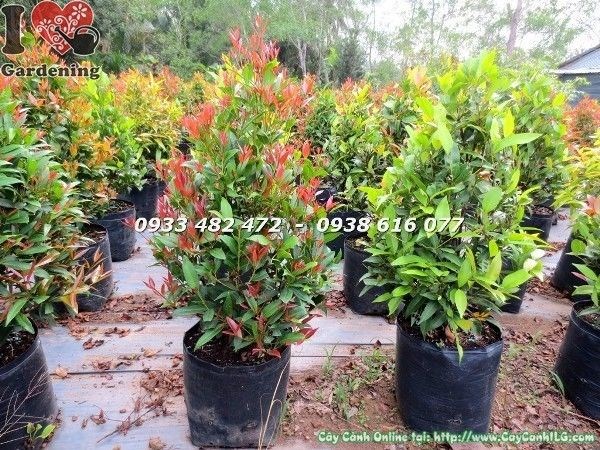 đặc điểm cây hồng lộc đỏ cao 50cm lá đỏ nổi bật