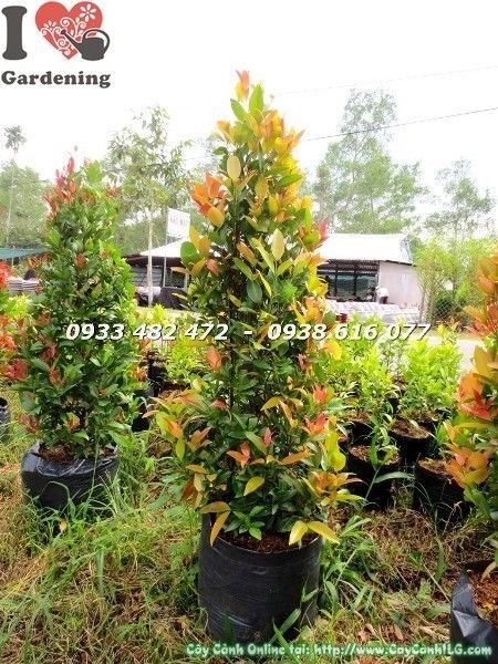 Lộc đỏ tươi của cây Hồng Lộc Đỏ sau khi cắt tỉa và bón phân