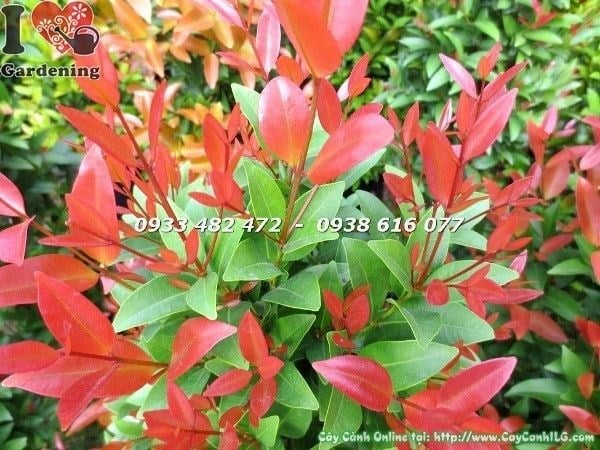 Cây Hồng Lộc Đỏ trưởng thành – tán xanh dày, lộc đỏ rực rỡ