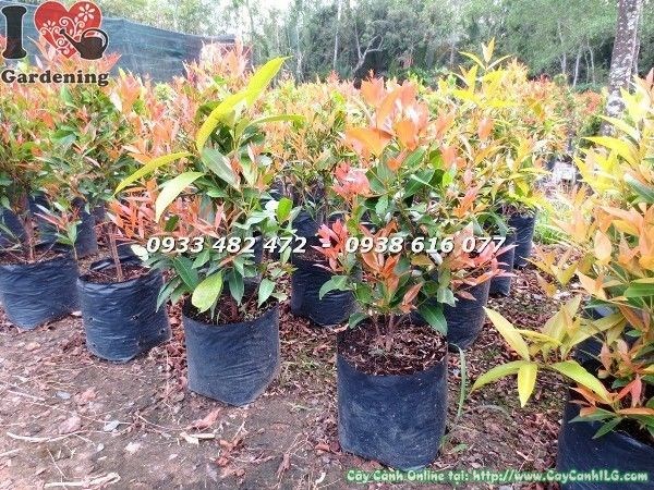 Cây hồng lộc giống cao 30cm - chồi non hồng đỏ sau khi cắt tỉa