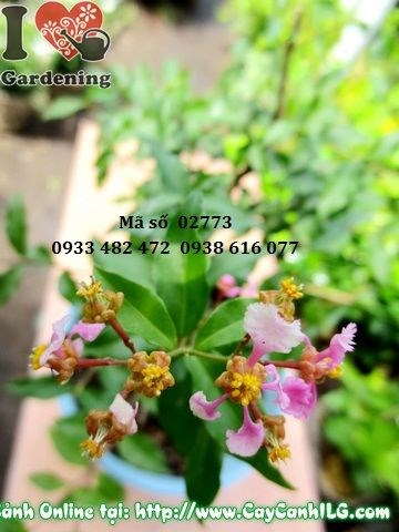 Hoa và quả đỏ cây hồng ngọc mai – sơ ri kiểng
