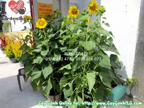 Đặc điểm hoa và lá cây hướng dương - vườn cây ILG