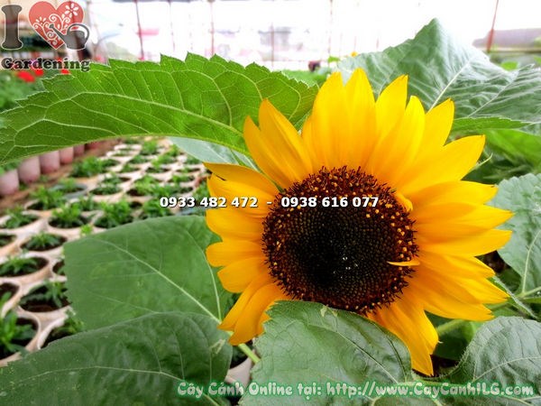 Đặc điểm cây hoa hướng dương loại nhỏ cao 60cm