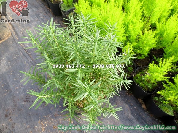 Hoa tím hương thảo nở rộ trong vườn