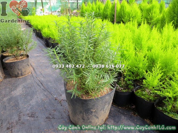 Cây hương thảo bụi lớn trưởng thành tại vườn