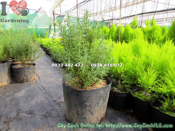 Cây hương thảo bụi xanh tươi tại vườn ILG