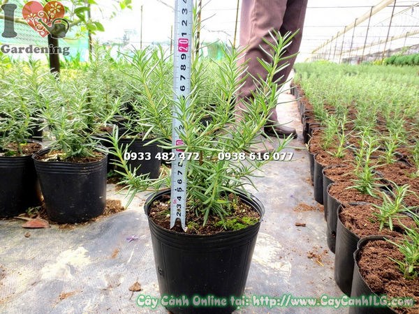 Cây hương thảo 20cm - dễ trồng dễ chăm cho người mới bắt đầu