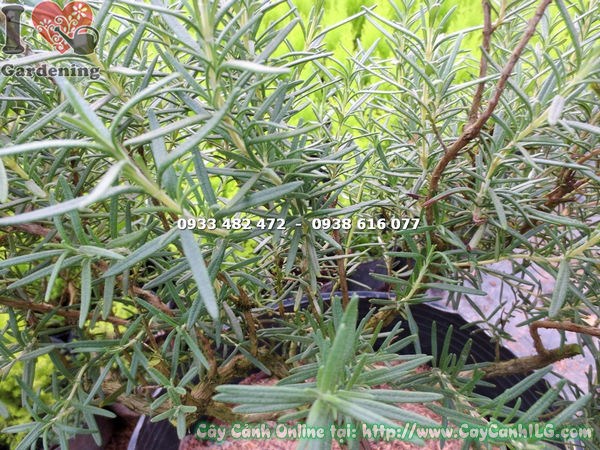 Hương thảo gốc bonsai 45cm – dáng bonsai chuyên nghiệp