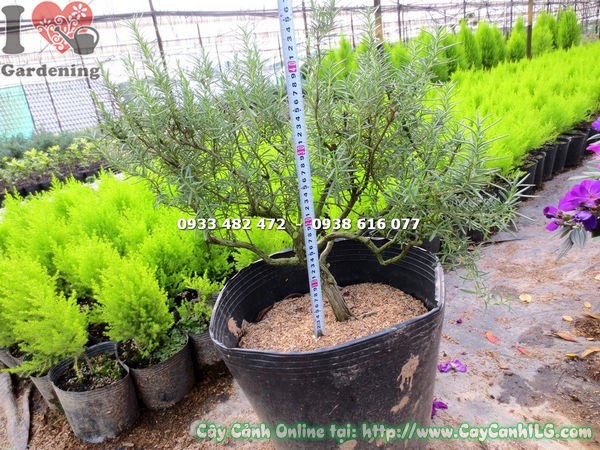 Chăm sóc hương thảo gốc bonsai 45cm tại ILG
