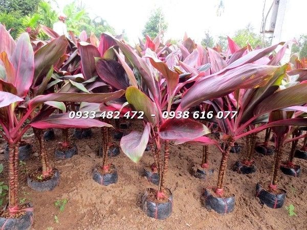 Cây huyết dụ trồng số lượng lớn cho công trình cảnh quan