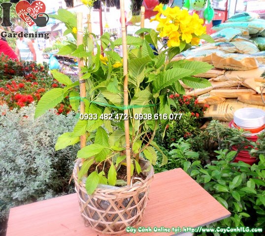 Cây huỳnh liên 55cm Ms:12136 – lá xanh mướt, dễ trồng tập thể tại ILG