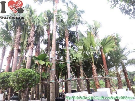 Cây kè đỏ 7m hoành gốc 75cm – cây công trình resort khách sạn