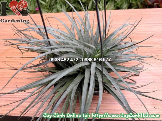 Cây không khí Ms 11974 – trang trí nội thất độc đáo không cần đất
