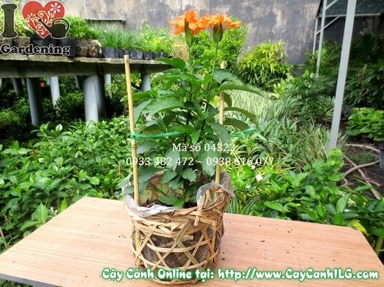 cây kim đồng cam cao 30cm dễ trồng dễ chăm sóc