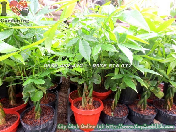 Cây kim ngân Ms 17458 cao 25cm lá xanh tươi tốt