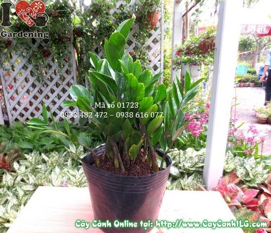 Thân bện đẹp của cây Kim Phát Tài