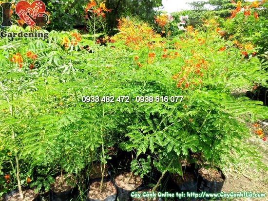 Cây kim phượng trồng sân vườn công trình tại TP.HCM