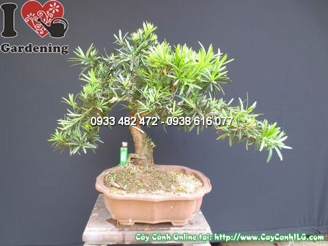 Cây la hán tùng bonsai 50cm chi tiết cành lá Ms 12750