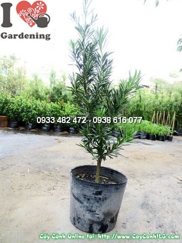 Chi tiết lá và tán cây la hán tùng
