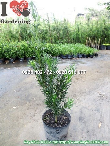 Cây la hán tùng trồng trang trí sân vườn