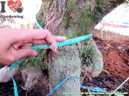 Cây La Hán Tùng Kiểng Cổ cao 4m – Ms 12678 – vườn cây ILG