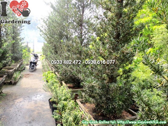 Cây La Hán Tùng Tháp 4m ứng dụng cảnh quan công trình lớn