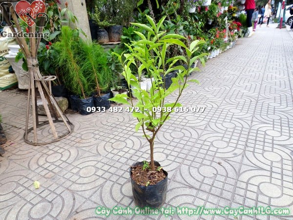 Lài nhật giống 50cm – lá xanh non, sinh trưởng khỏe mạnh