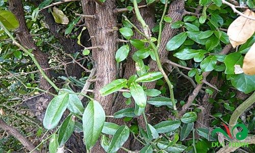 xao tam phan mua o dau 1