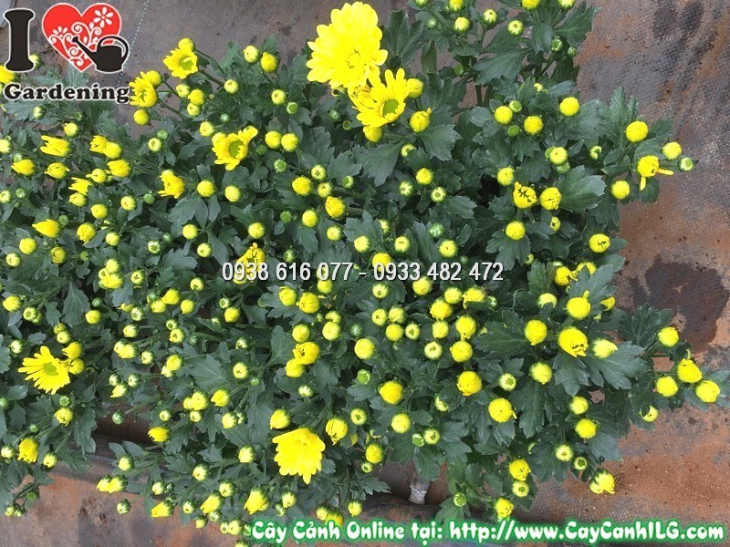 Cây hoa cúc pico màu vàng – chi tiết hoa nở đẹp và tán lá xanh tươi