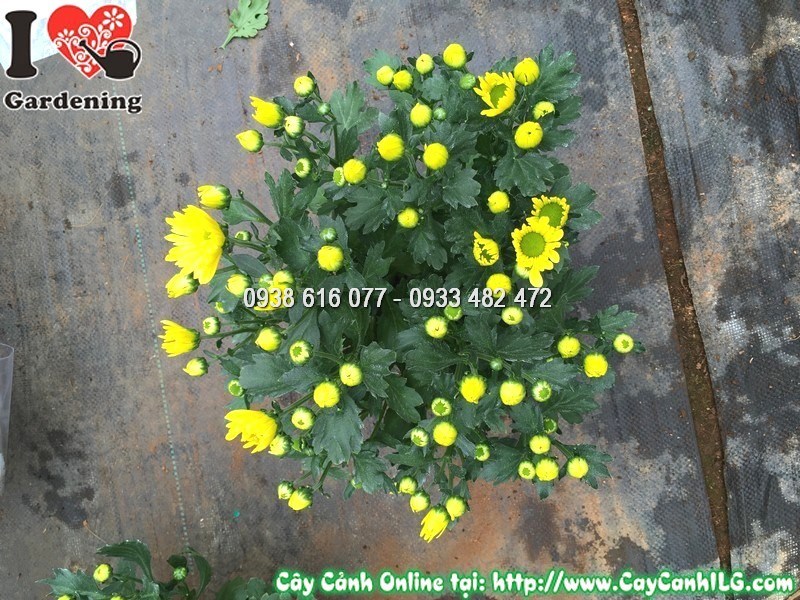 Hoa cúc pico màu vàng nở rộ – cận cảnh cánh hoa vàng mềm mại quanh nhụy xanh