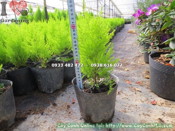 cây tùng thơm giống chăm sóc đúng cách