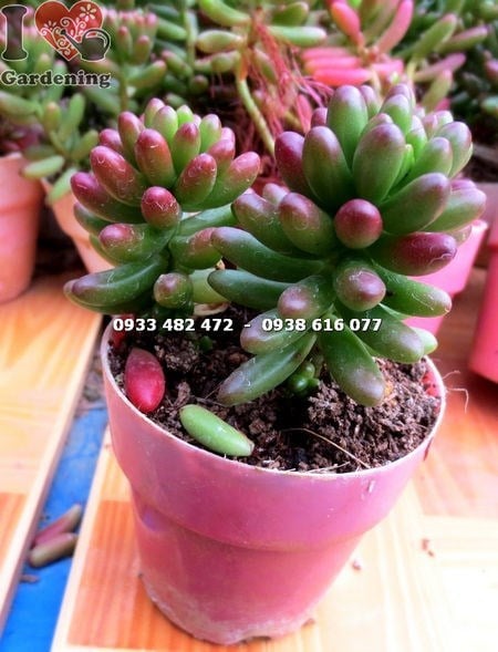 Cây sen đá ngọc thạch nhỏ 5-15cm tại vườn ILG