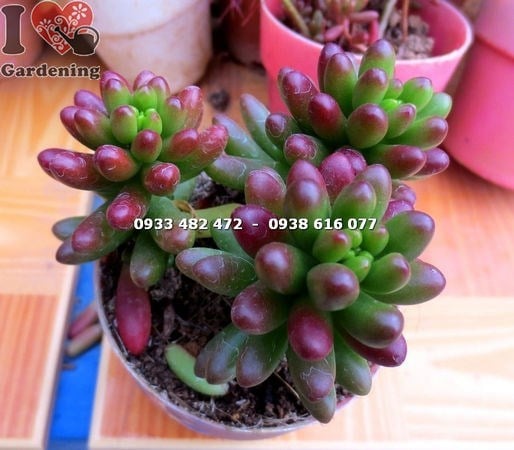 Đặc điểm lá sen đá ngọc thạch nhỏ bóng như thủy tinh