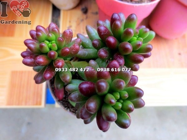 Sen đá ngọc thạch nhỏ trong chậu nhỏ trang trí bàn làm việc
