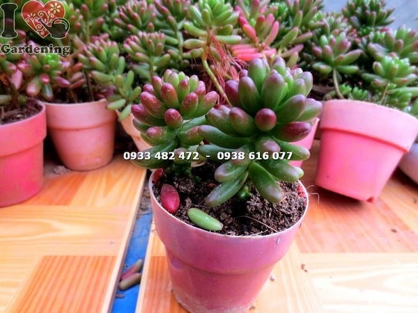 Chăm sóc cây sen đá ngọc thạch nhỏ đúng cách