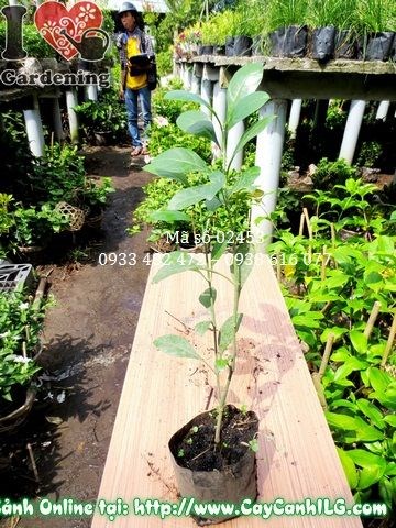 Cây ắc ó cao 30cm trồng hàng rào xanh tại vườn ILG