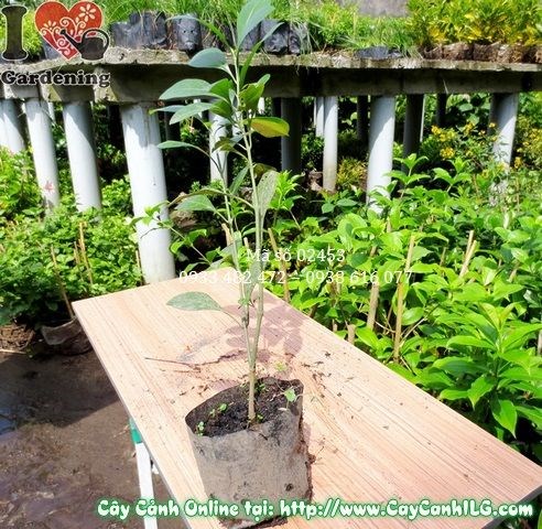 Cây ắc ó cao 30cm sau cắt tỉa tạo hình hàng rào xanh