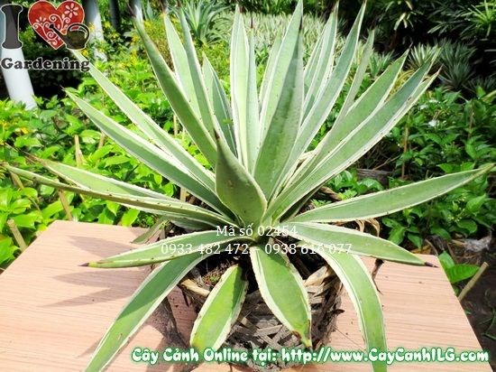 Lá cây Agao xanh bóng, dày dặn, phù hợp làm cảnh quan