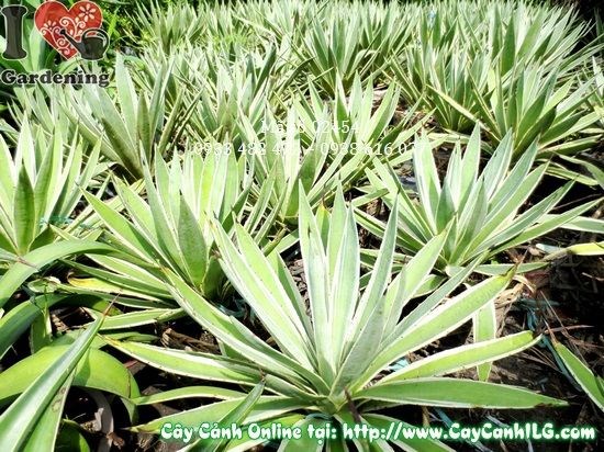 Nhân giống cây Agao – cây con phát triển xanh tươi
