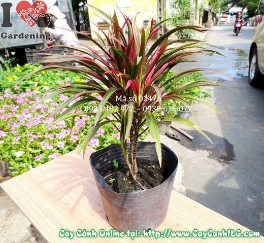 Cây ánh dương cao 22cm trồng bồn cảnh quan công trình