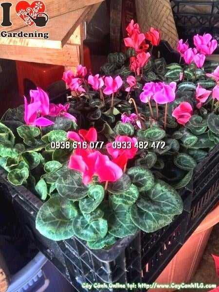 Vườn cây Anh Thảo đẹp tại ILG TP.HCM